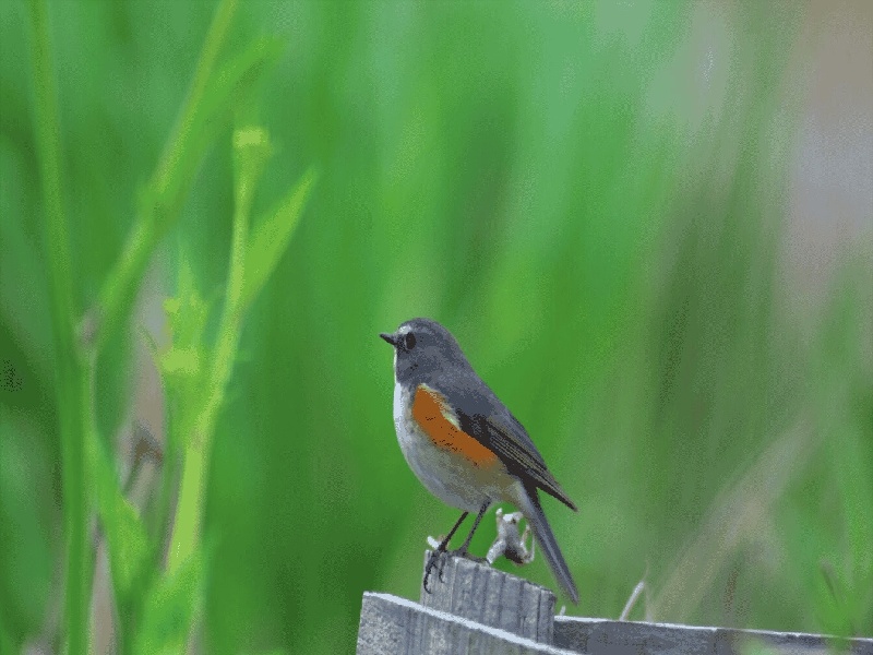 试管怎样区别男女（囊胚试管植入后）——